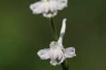 Carolina larkspur